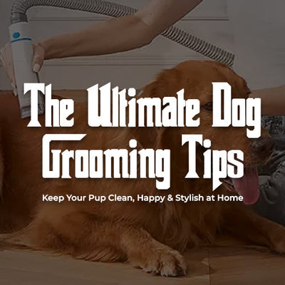 The Ultimate Dog Grooming Tips: Keep Your Pup Clean, Happy & Stylish at Home