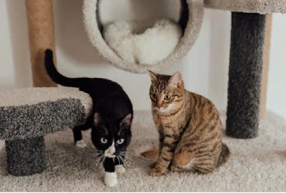 5 Must-Have Accessories for Modern Dog Dads