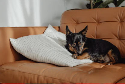 How to Keep Your Pup Cool & Comfy Year-Round