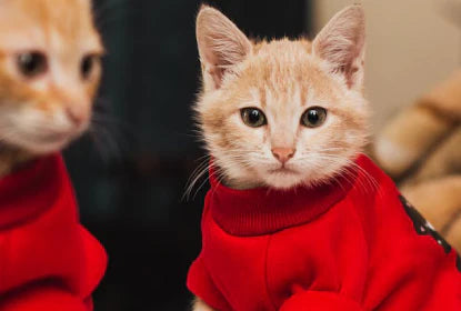 Behind the Design: Creating Custom Dog Dad Apparel