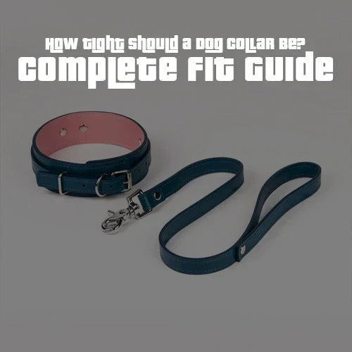 How Tight Should a Dog Collar Be? Complete Fit Guide