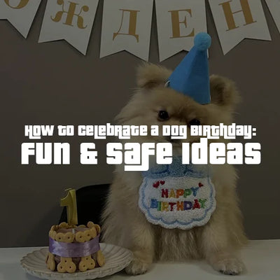 How to Celebrate a Dog Birthday: Fun & Safe Ideas