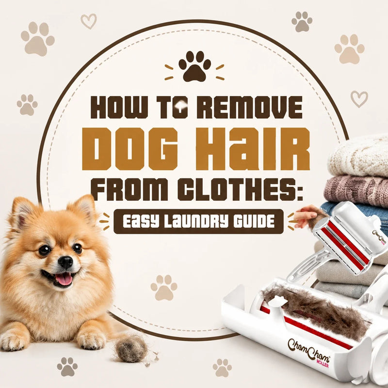 How to Remove Dog Hair From Clothes: Easy Laundry Guide