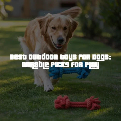 Best Outdoor Toys for Dogs: Durable Picks for Play