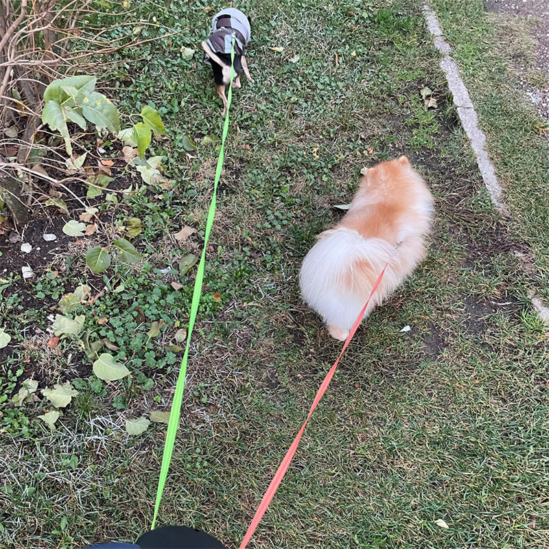 Retractable Dog Leash For Small Dogs