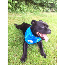Chill Out Blue Neck Cooler Cooling Bandana for Large Pets